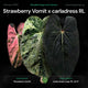 Anthurium Strawberry Vomit x carladress RLs1 • germinated seeds
