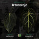 #tororojo - 3 germinated seeds