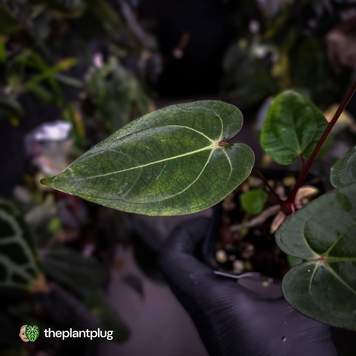 Anthurium carlablackiae ('OG5' x 'RA4') x 'RVDP'