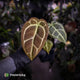 Anthurium 'Big Black Block' x 'Tim's Black'