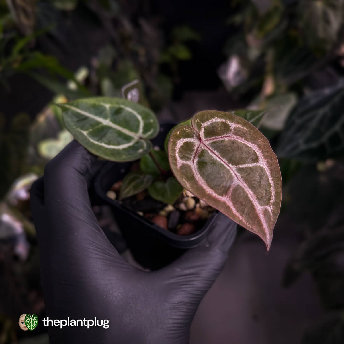 Anthurium 'Red Crystal' (ex. Tezula) x 'Michelle' f2 • purple select