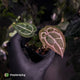 Anthurium 'Red Crystal' (ex. Tezula) x 'Michelle' f2 • purple select