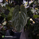 Anthurium #Lucifer