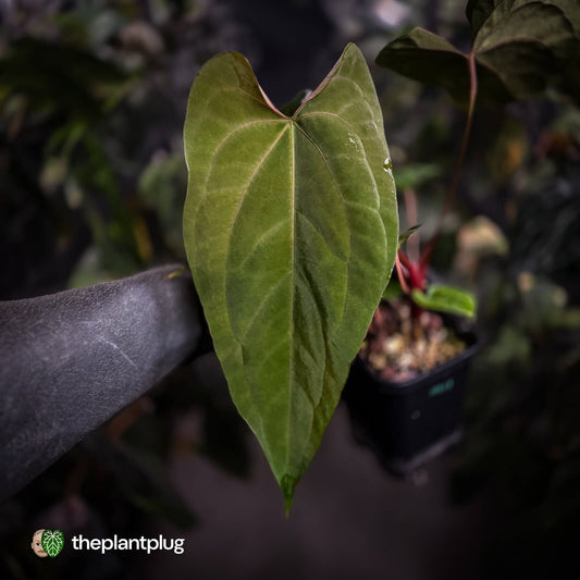 Anthurium ('Midnight Velvet' x pap 'LB') x #TwinPhoenix 'Narrow'