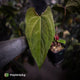 Anthurium ('Midnight Velvet' x pap 'LB') x #TwinPhoenix 'Narrow'