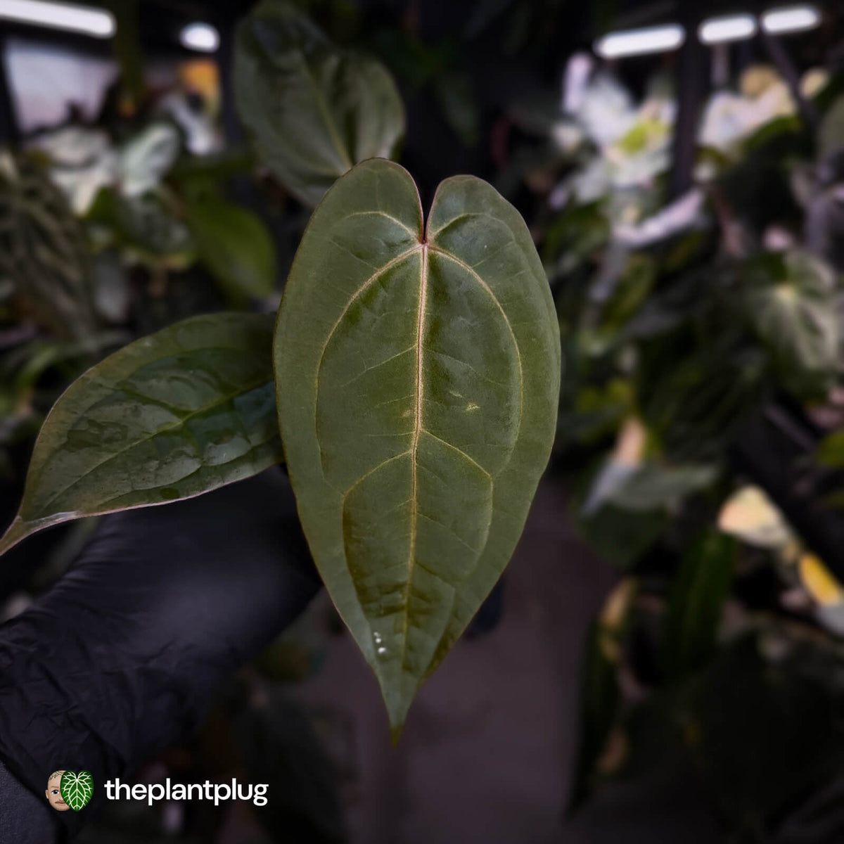 Anthurium 'RDP' x ('Dark & Handsome' x 'Red Velvet Cake')