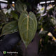 Anthurium 'RDP' x ('Dark & Handsome' x 'Red Velvet Cake')