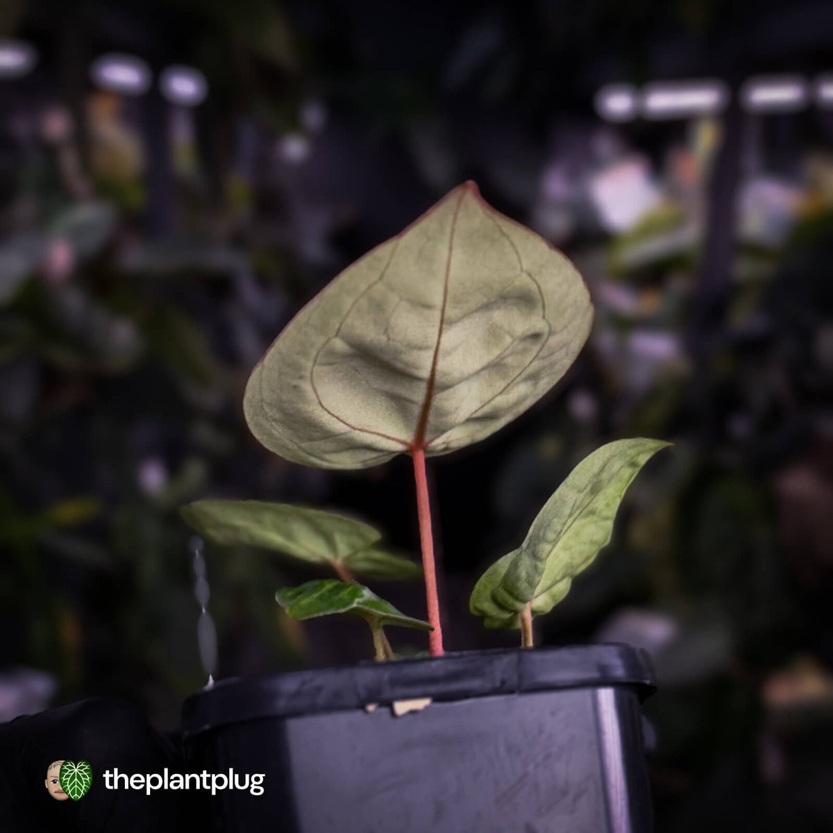 Anthurium #Fairyfloss
