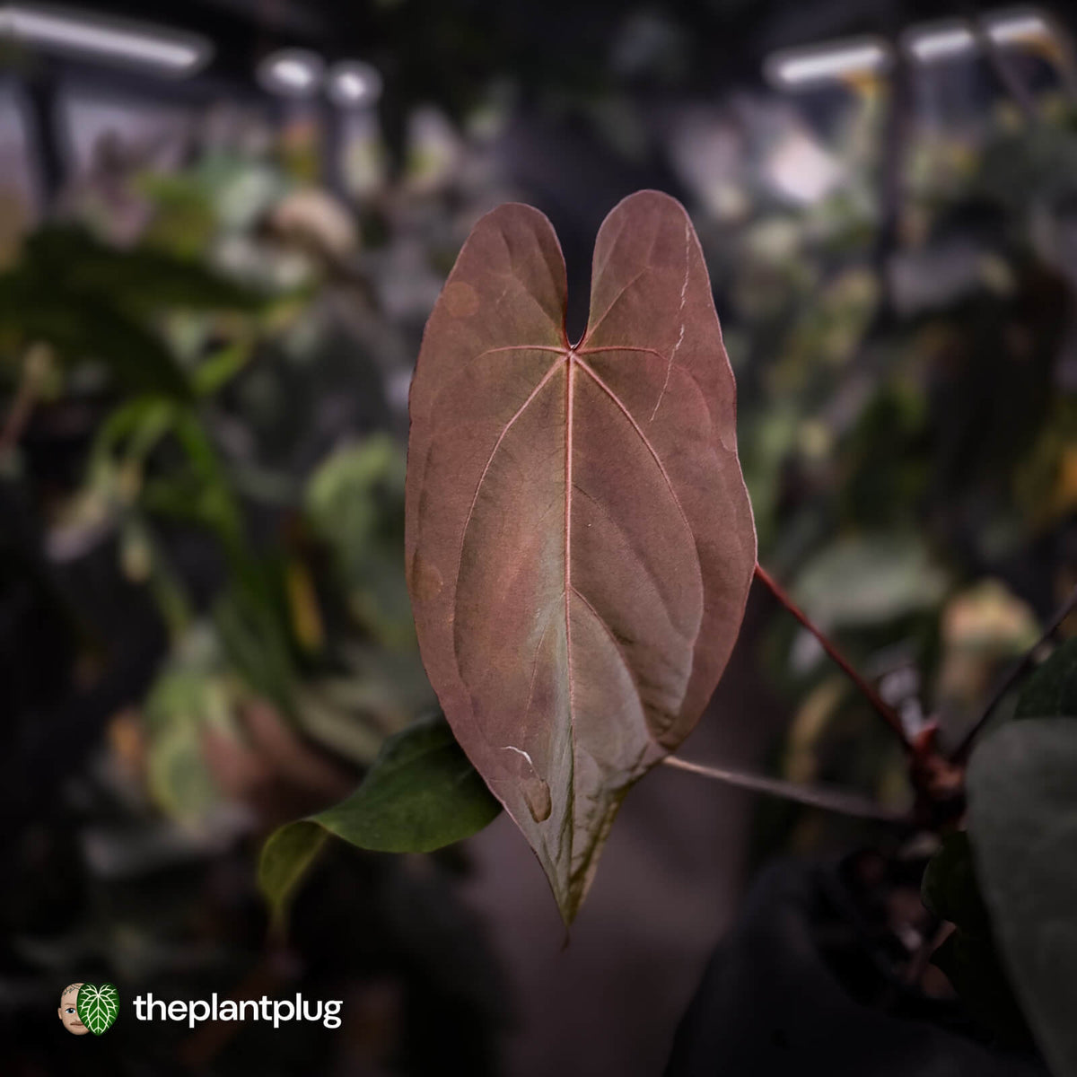Anthurium #BlackParade • holdback