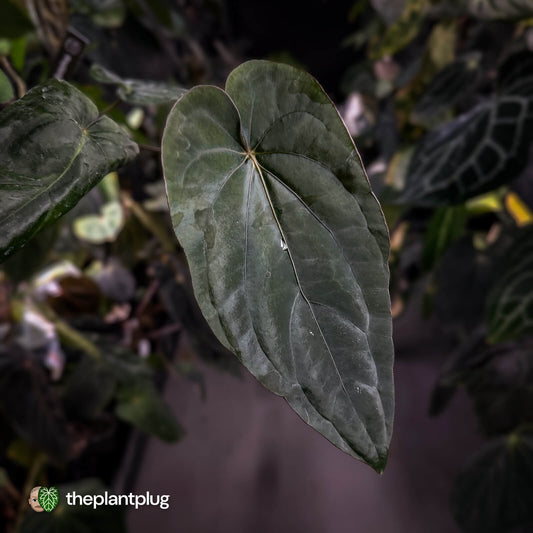 Anthurium dressleri