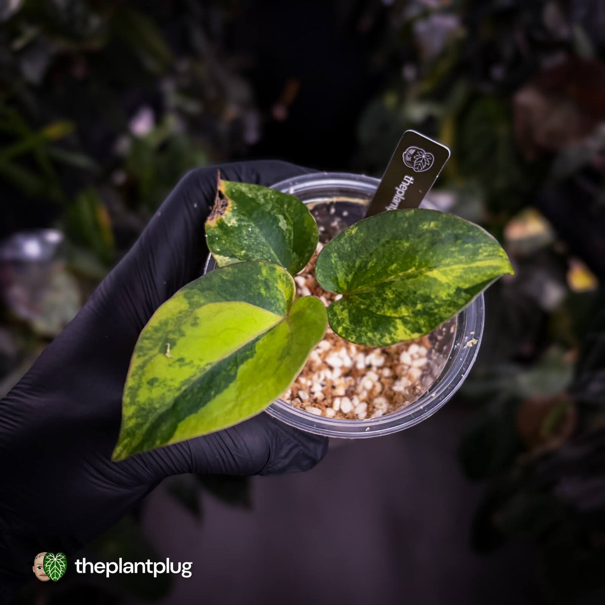 Anthurium 'Fruchoc' • variegated mother plant clone