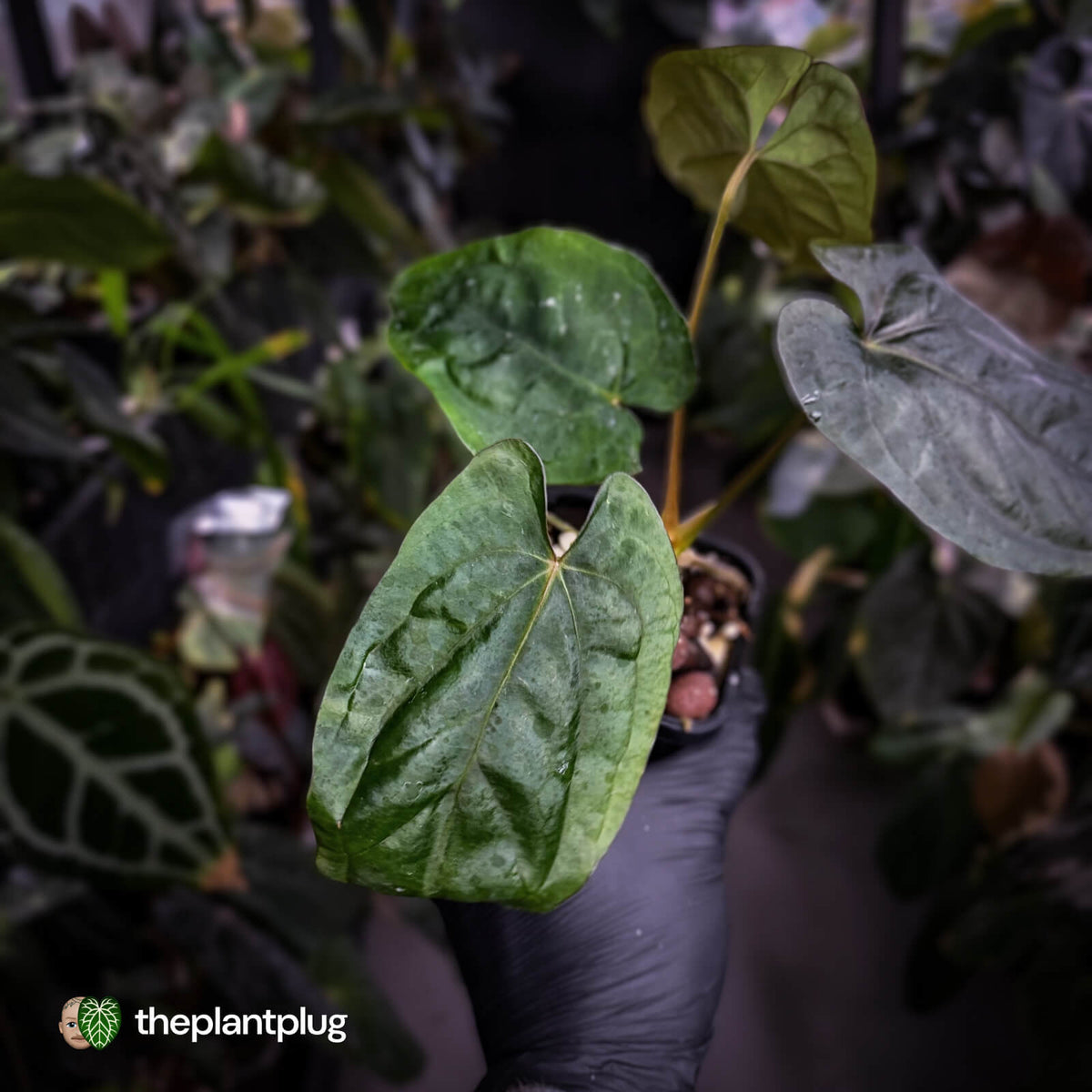 Anthurium dressleri