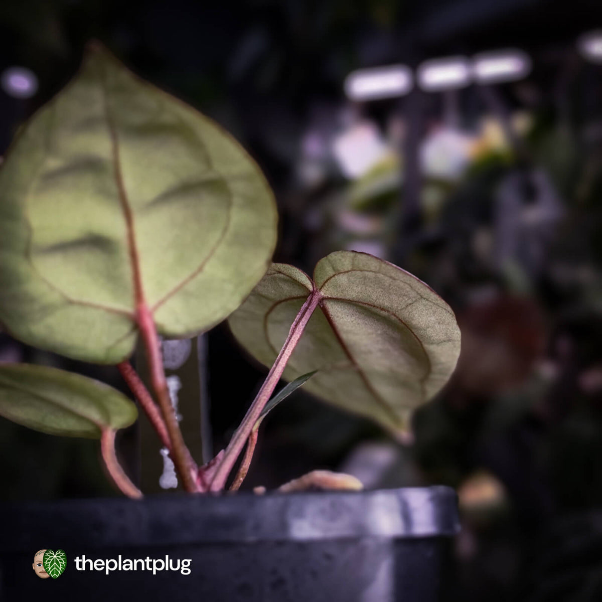 Anthurium 'Red Crystal' (ex. Tezula) x 'Michelle' f2
