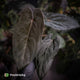 Anthurium [(carla x dress) x pap 'RL' s1] '2' x [pap 'FS' x antolakii] • select