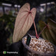 Anthurium 'Deadpool' • mother plant clone