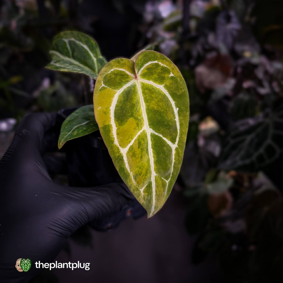Anthurium (crystallinum x regale) x ('Michelle' f2) • variegated + pink veins