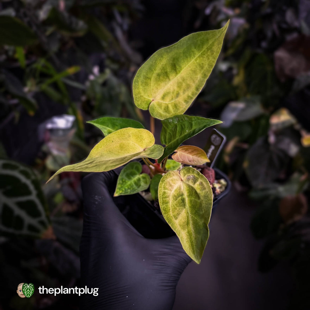 Anthurium 'Dropbear' x 'Jayda' • variegated