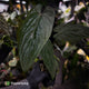 Anthurium 'Deadpool' x #Calculus '9' • holdback