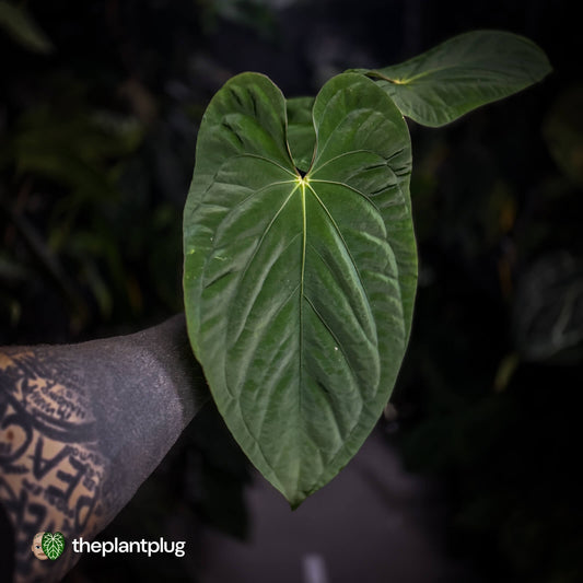 Anthurium ('Midnight Velvet' x pap 'LB') x kunayalense 'TPP1'