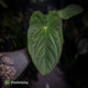 Anthurium ('Midnight Velvet' x pap 'LB') x kunayalense 'TPP1'