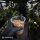 Anthurium sp. Pangui