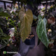 Anthurium antolakii ('Round' x 'RA1') x 'Midnight Velvet'