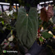Anthurium 'Deadpool' x #VolcanicAsh