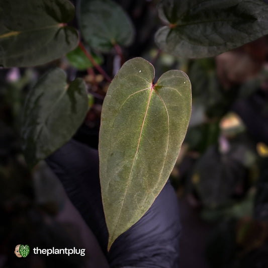 Anthurium #BlackCherry 'Red' x 'Jayda' • Insanely RED
