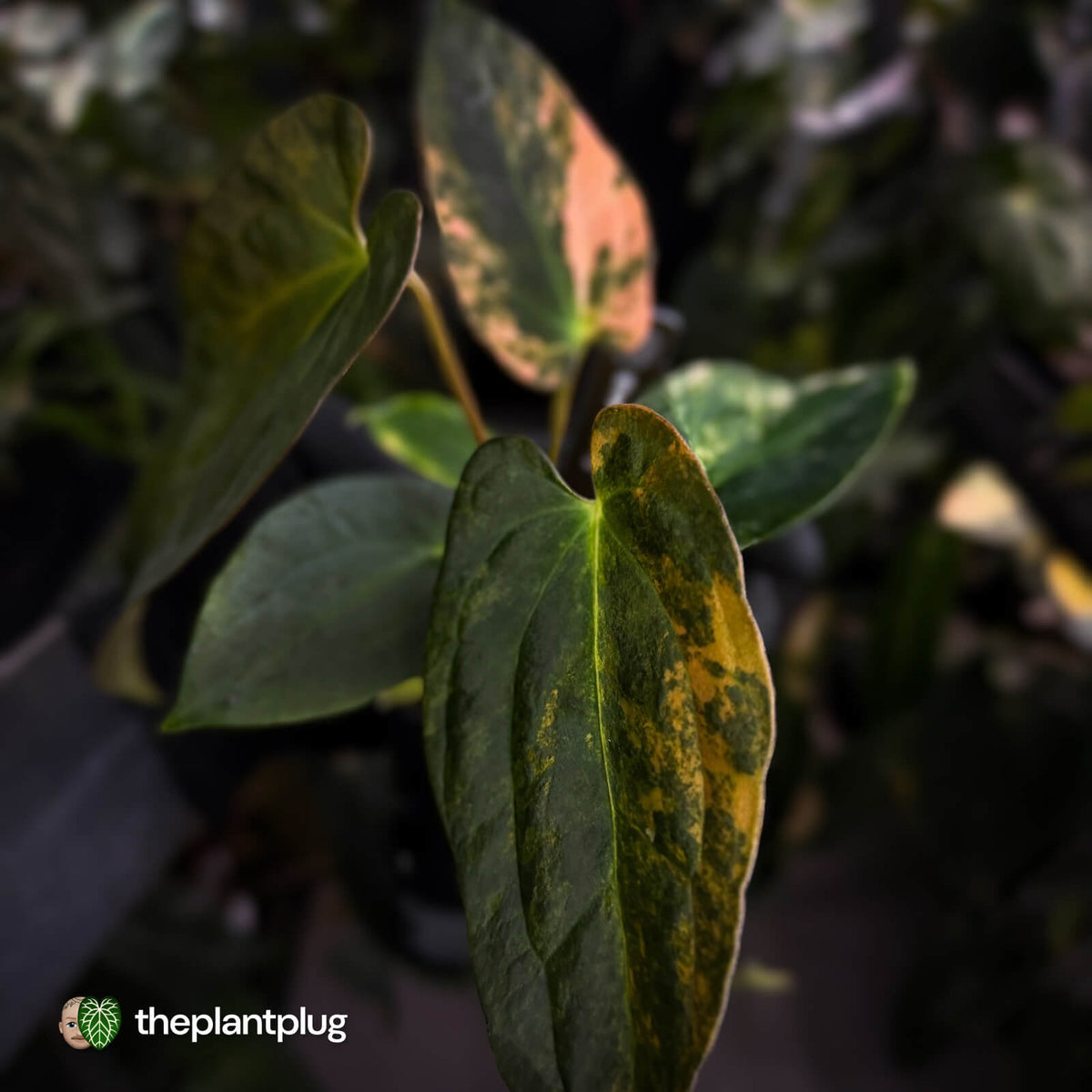 Anthurium (forgetii x pap) x (pap x besseae aff) • orange variegated