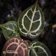 Anthurium ('SKG Silver' x 'Red Crystal') x ('Michelle' f2)