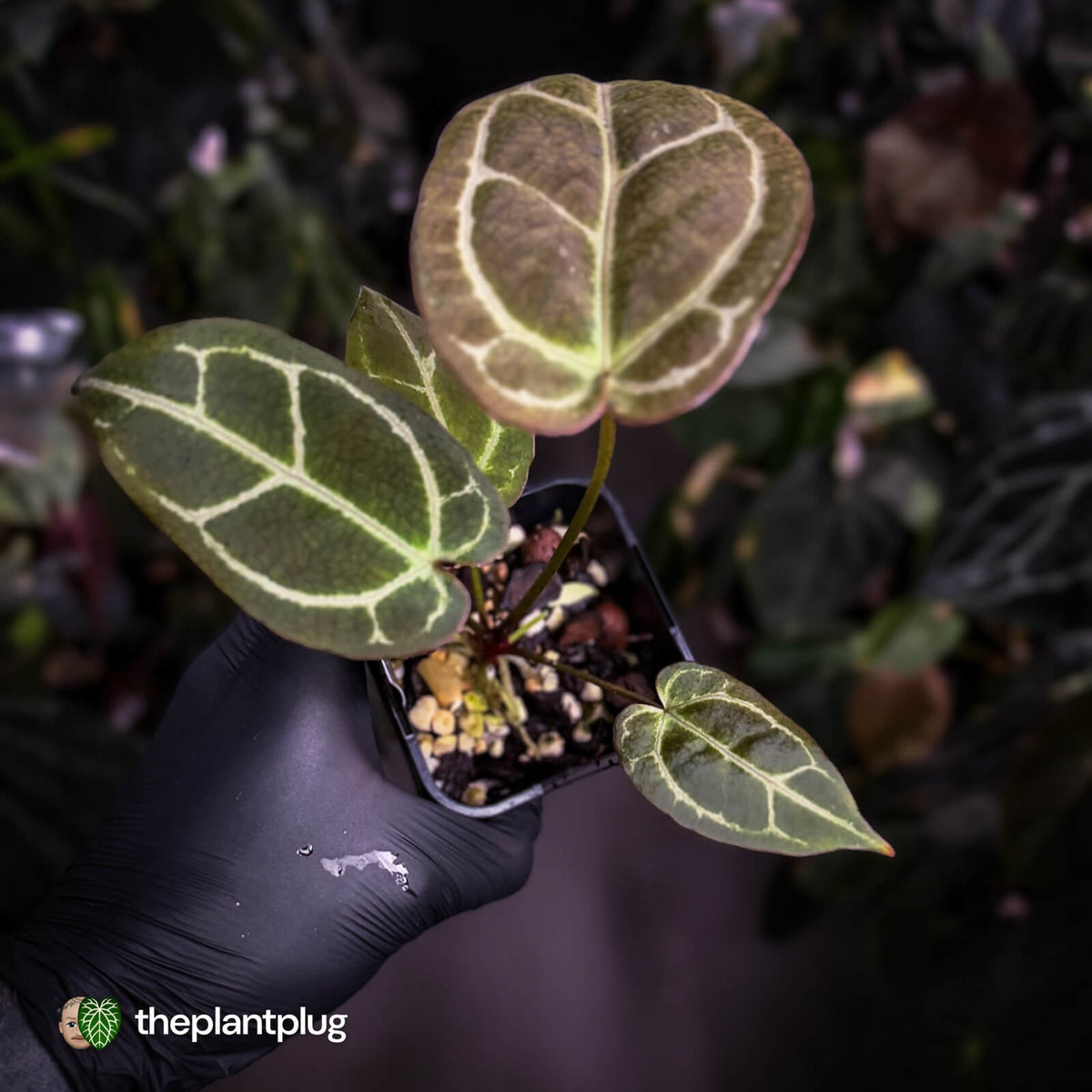 Anthurium 'Big Black Block' x 'Tim's Black'