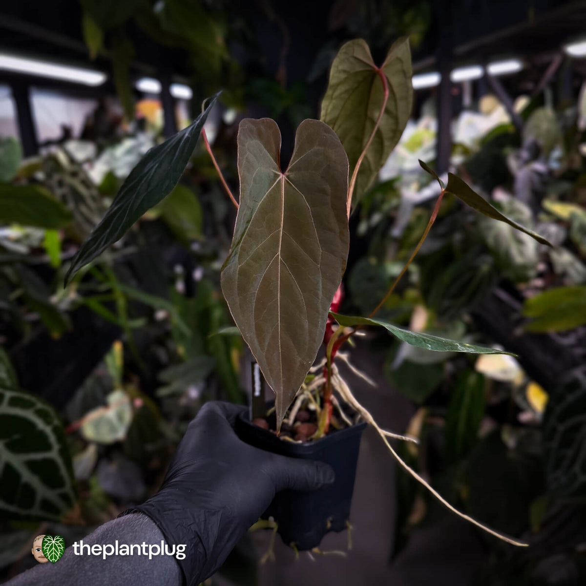 Anthurium 'Deadpool' x #VolcanicAsh