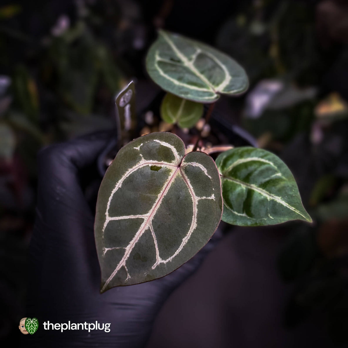 Anthurium 'Red Crystal' (ex. Tezula) x 'Michelle' f2
