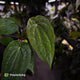 Anthurium #VolcanicAsh x (dressleri x #ReverseBlackCherry)