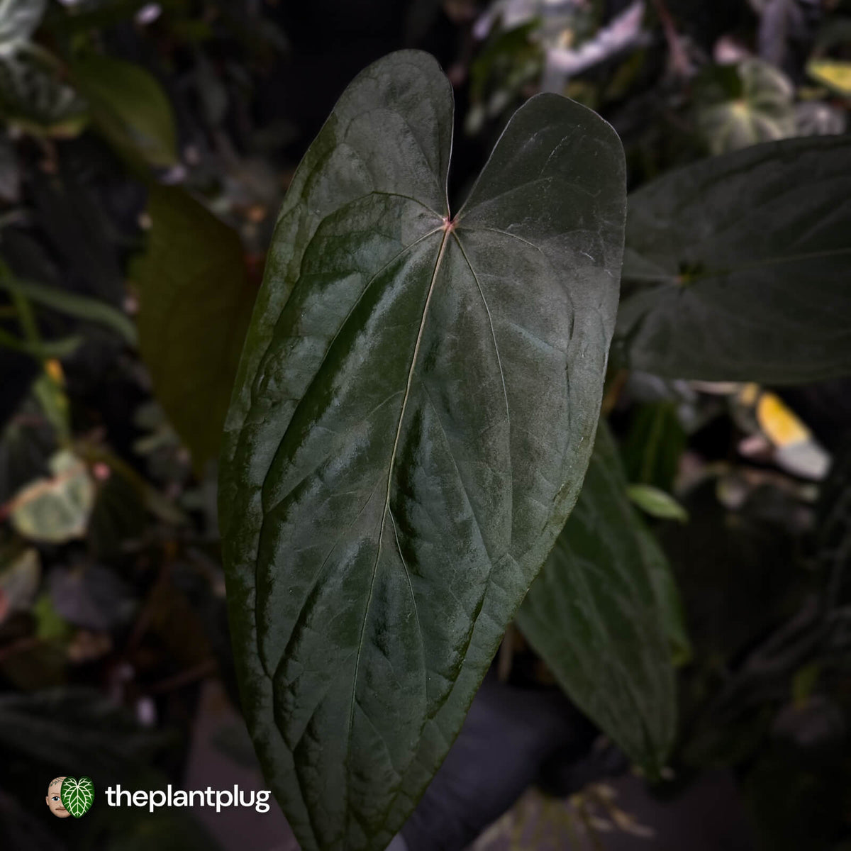 Anthurium 'Deadpool' x #Calculus '9' • holdback