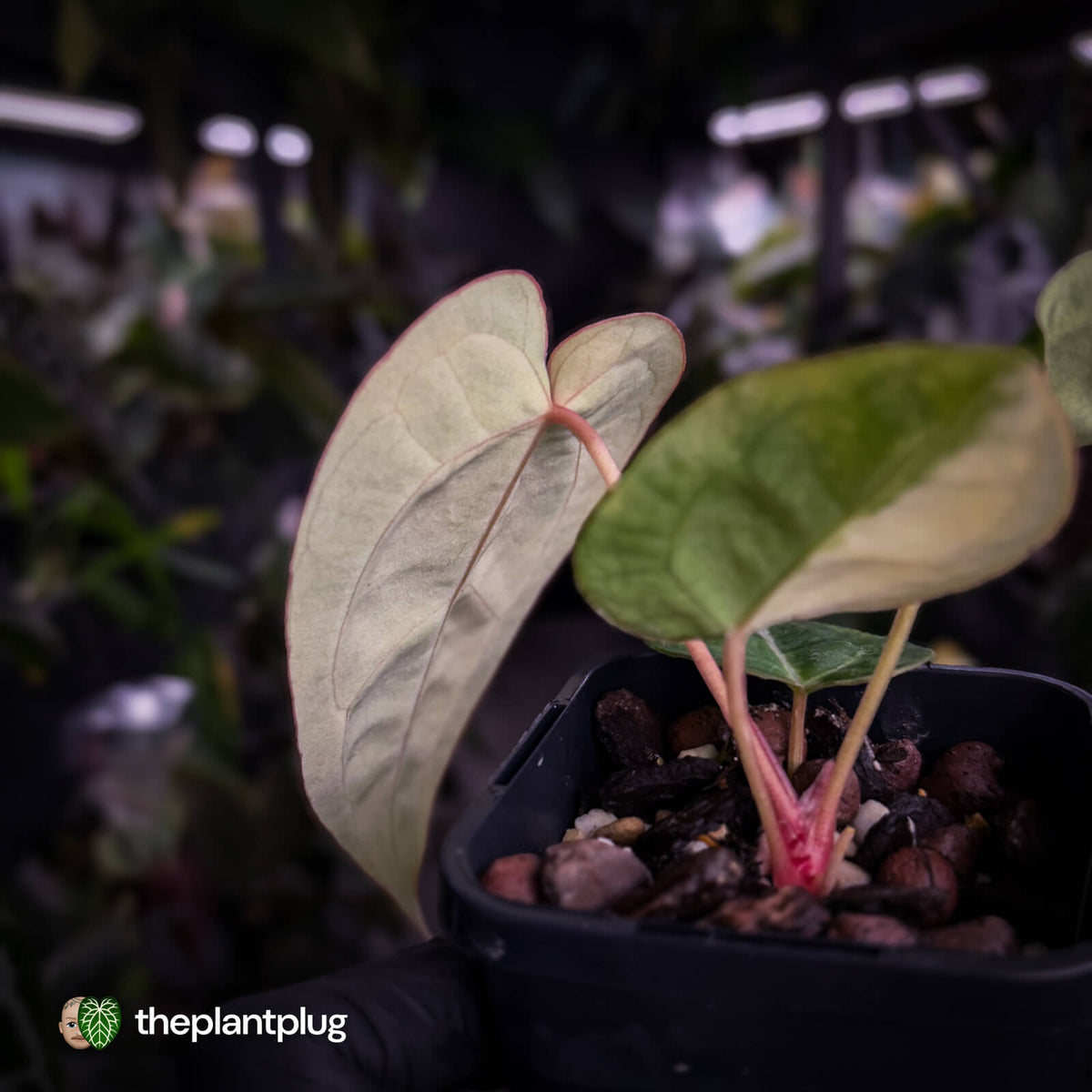 Anthurium (crystallinum x regale) x ('Michelle' f2) • variegated + pink veins