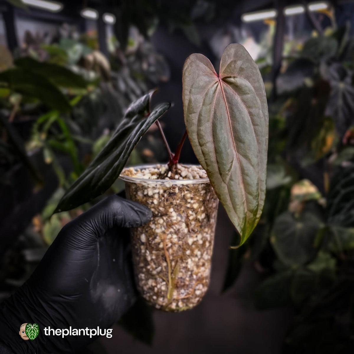 Anthurium 'Deadpool' • mother plant clone