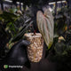 Anthurium 'Deadpool' • mother plant clone