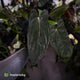 Anthurium [(carla x dress) x papililaminum 'RL' s1] '2' x [pap 'FS' x antolakii]