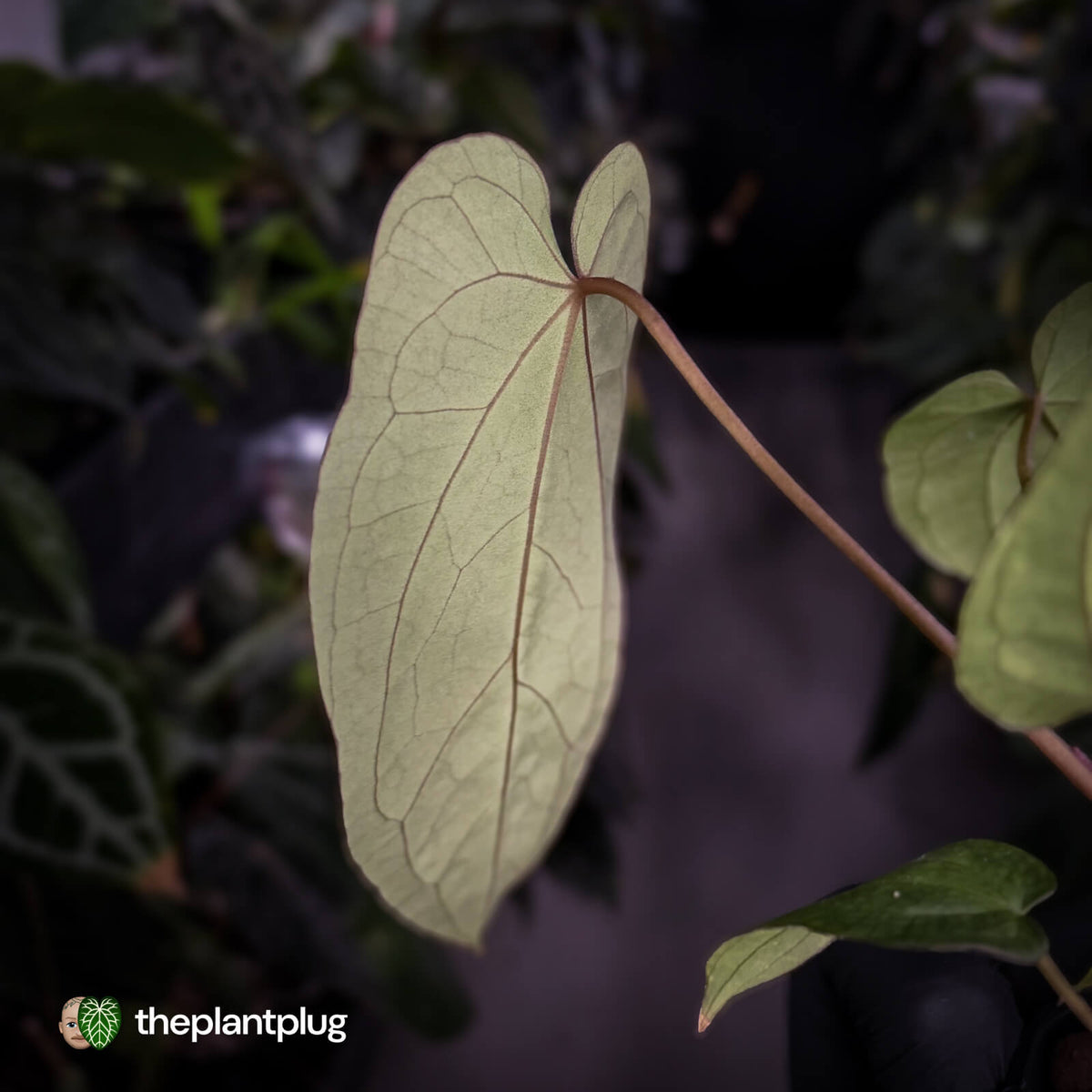 Anthurium antolakii ('Round' x 'RA1') x 'Jayda'