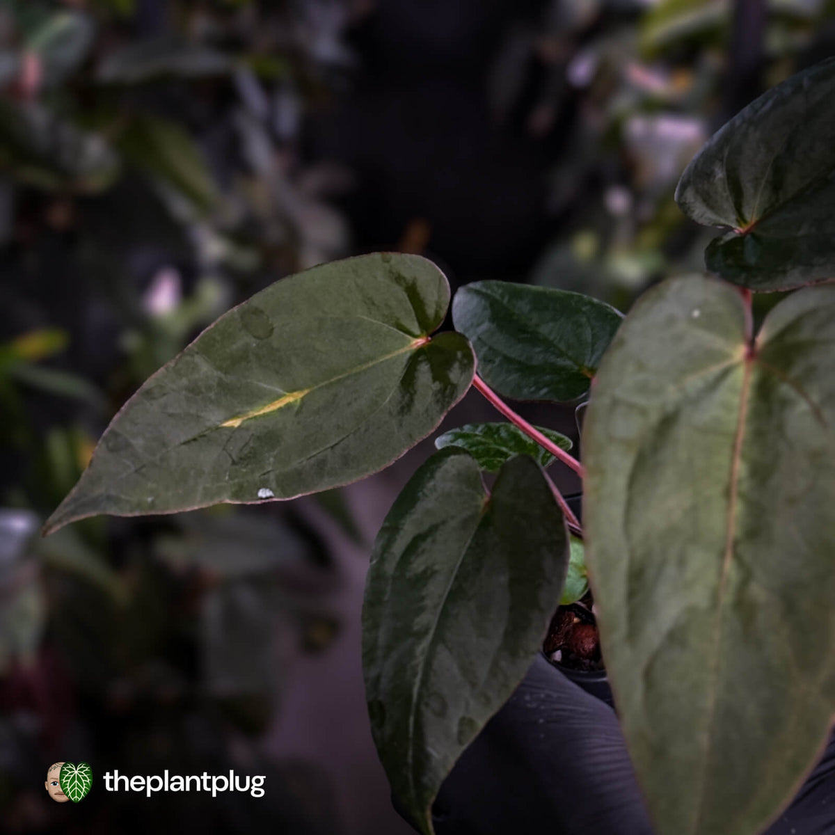 Anthurium #BlackCherry 'Red' x 'Jayda' • Insanely RED