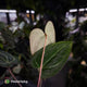 Anthurium [('Zara' x 'Michelle') x carlablackiae] x ['Black Widow' ('13' x '43')]