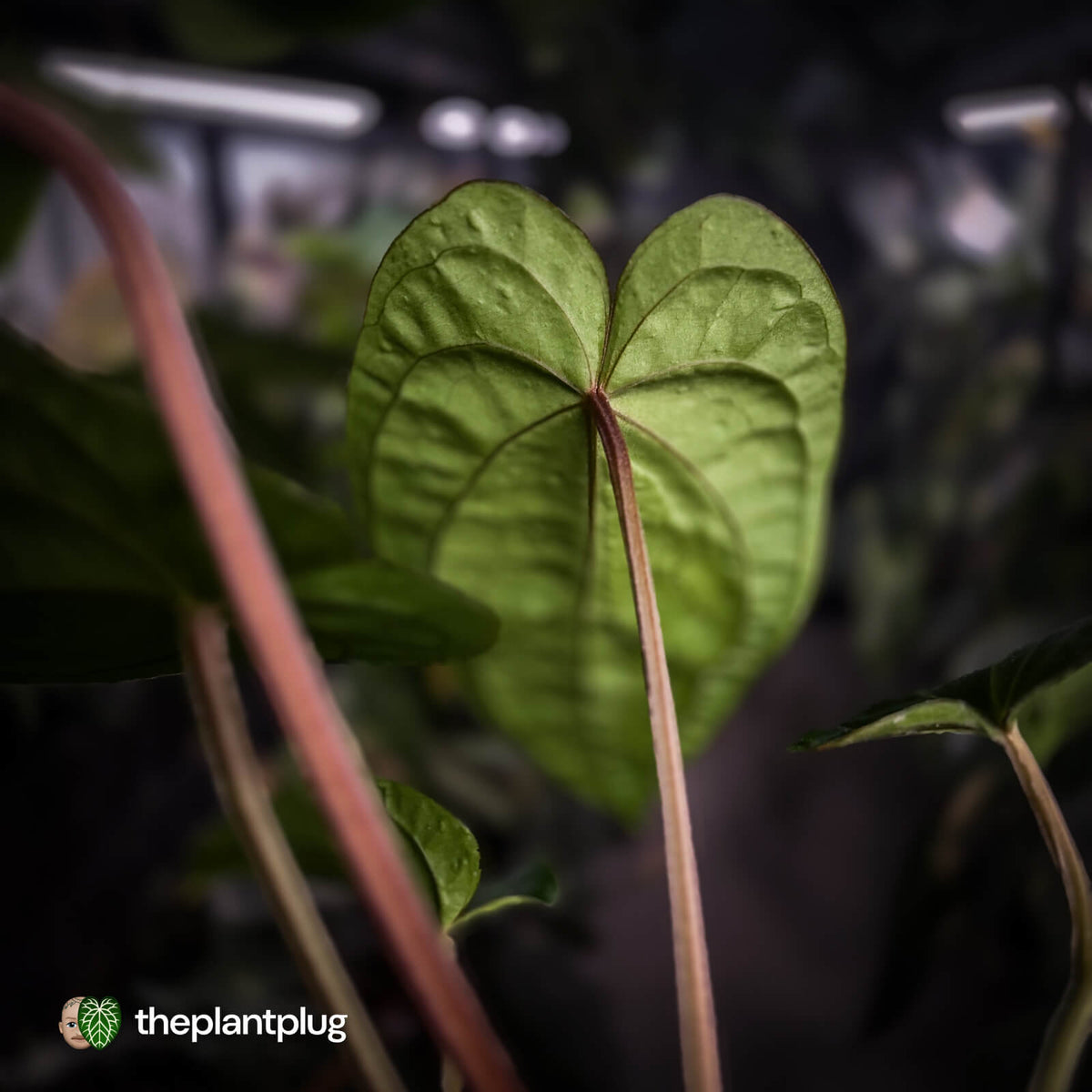 Anthurium 'Speshal' x dressleri (ex. LAS) • holdback