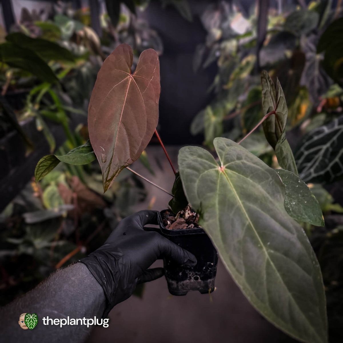 Anthurium #BlackParade • holdback