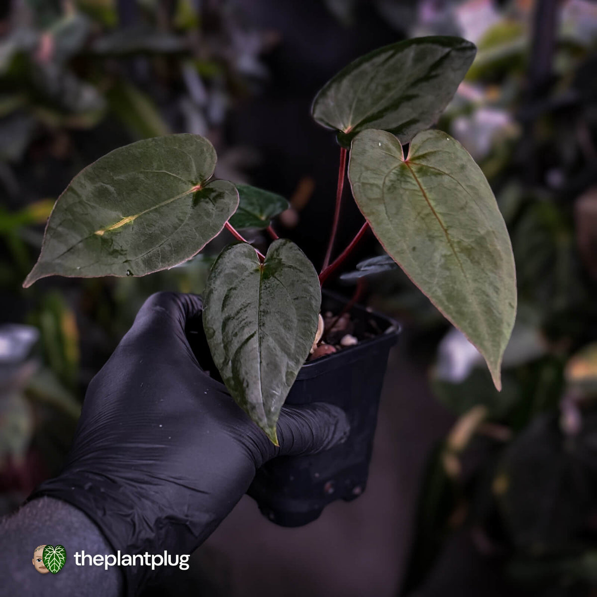 Anthurium #BlackCherry 'Red' x 'Jayda' • Insanely RED