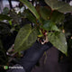 Anthurium ('Blackx' x 'Hoffx') x ('Black' x) • flat sinus + pink veins