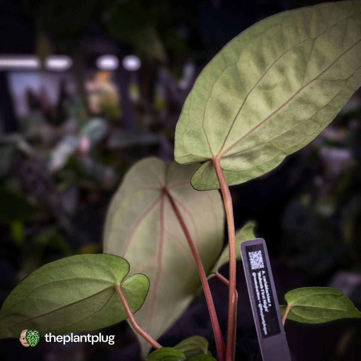 Anthurium carlablackiae x 'Wuhoo's First Night'