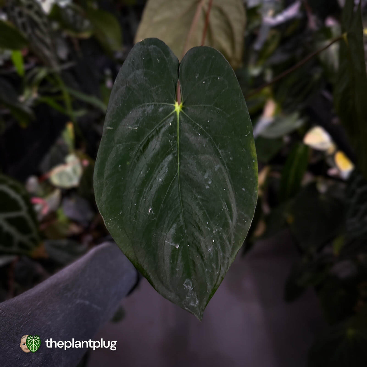 Anthurium #Lucifer