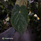 Anthurium #Lucifer