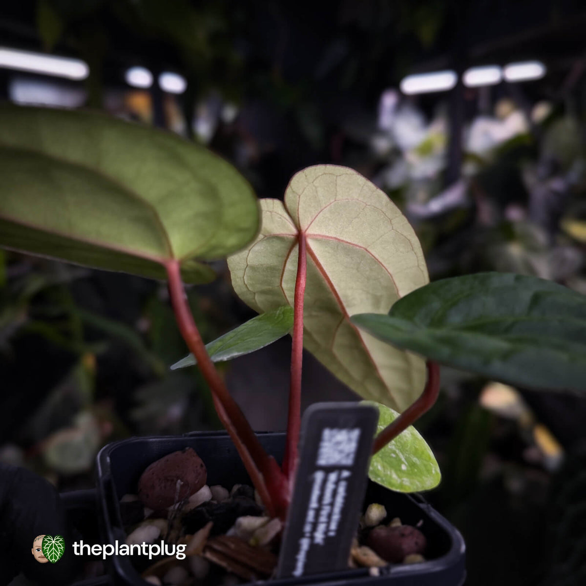 Anthurium carlablackiae x 'Wuhoo's First Night'
